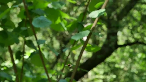 Gadfly flies in the forest. 動画素材 132337725