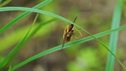 Gadfly Stockbeeldmateriaal 153273334