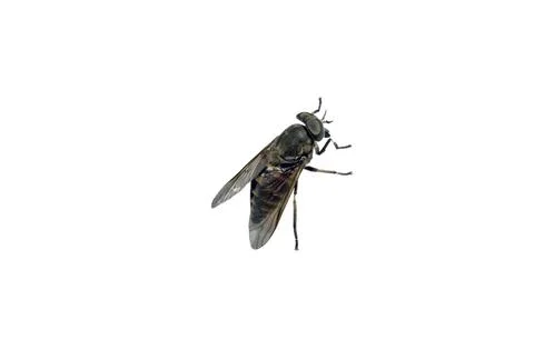 Gadfly isolated on white Stock Photos
