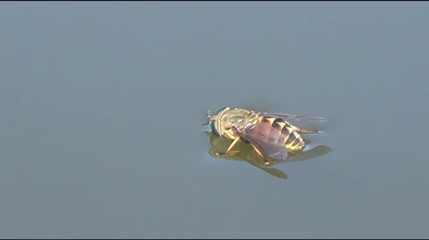 Gadfly on the water 動画素材 39828748