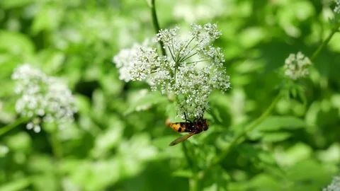 Gadfly on a white flower Stock Footage 116662174
