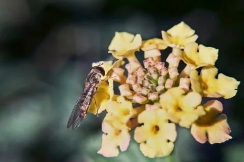 Gadfly on a yellow small floret Stock Photos