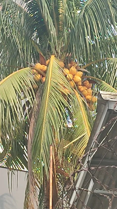 Gading coconut fruit 스톡 동영상 219249218