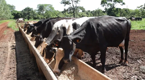 Gado de Leite comendo 库存影片 35248369