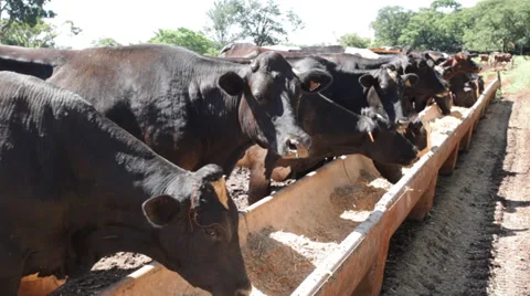 Gado de Leite comendo Stock Footage 35249240