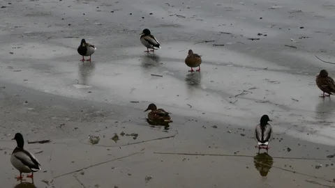 Gadwall birds and different type of birds walking on a piece of ice near water Stock Footage 75044014