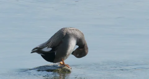 A Gadwall duck scratching its belly Video stock 234376647