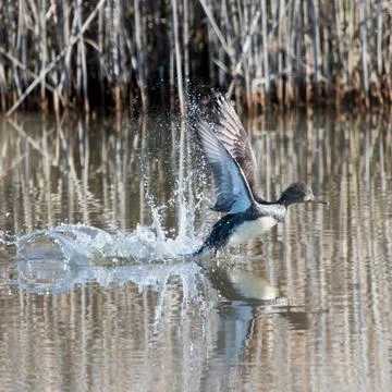 Gadwall Duck taking off Stockfoto's