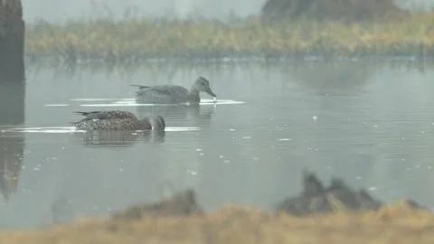 Gadwall Ducks Feeding Dampling for Forage on a Lake Stock Footage 296253975