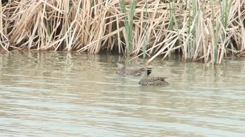 Gadwall Ducks Stock Footage 11512496