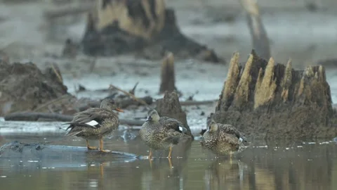 Gadwall Ducks Preen and Forge Among Stumps Stock Footage 296253892