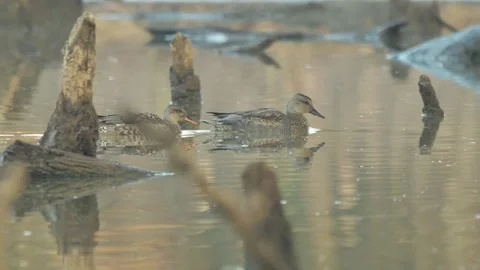 Gadwall  Ducks Swimming Through Tree Stumps and Logs Stock Footage 296253059