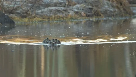 Gadwall Ducks Swimming Toward Camera Stock Footage 296252586