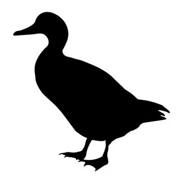 Gadwall Stock Illustration