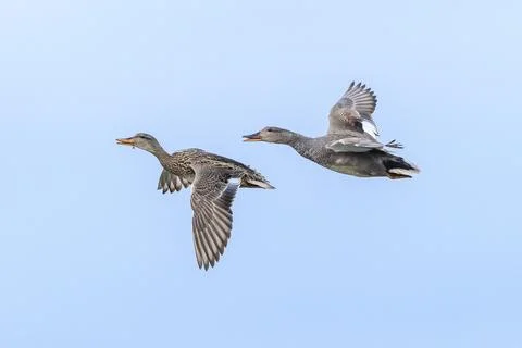Gadwall, Mareca strepera, duck in flight Stock Photos