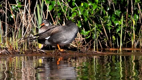 Gadwall - Mareca strepera Stock Footage 138473880