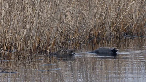 Gadwall Mareca strepera pair dabbling for food at edge of reed bed Video stock 108074054