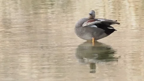 Gadwall, Mareca strepera, Spain Video stock 234311883