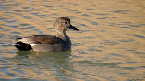 Gadwall, Mareca strepera, Spain Vídeo Stock 234311915