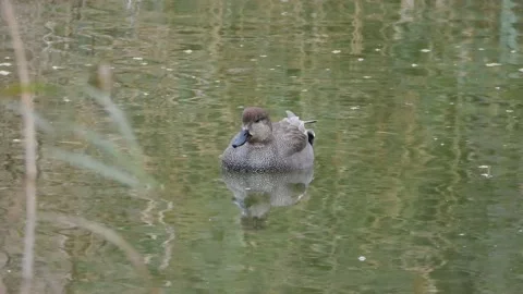 Gadwall, Mareca strepera, Spain Stock Footage 234311929