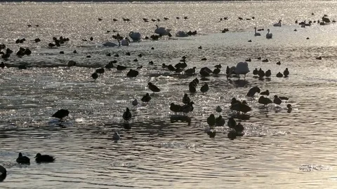 Gadwall Swans,  different type of birds sitting on pieces of melting ice Stock Footage 75044282