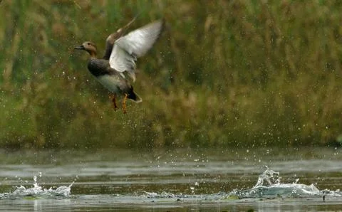 Gadwall on a take-off Stock-Fotos