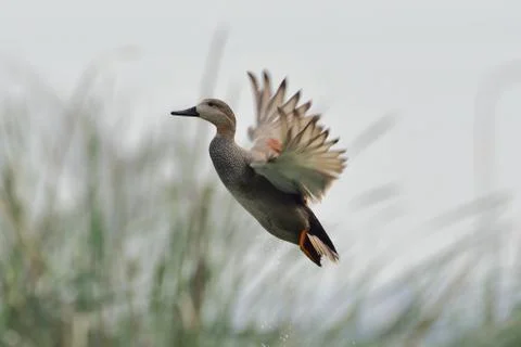 Gadwall on a take-off Stock Photos