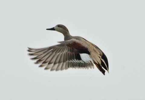 Gadwall on a take-off Foto stock