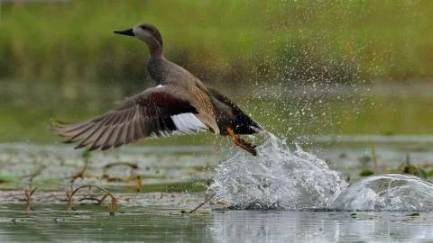 Gadwall on a take-off Stock Photos