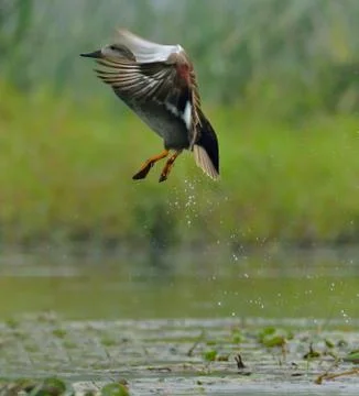 Gadwall on a take-off Stock Photos