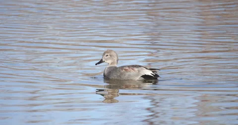 Gadwall Wading in the water Stock Footage 242907241