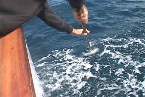 Gaffing a yellowtail 스톡 동영상 2892412