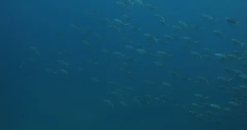 Gafftopsail pompano. 库存影片 114850426