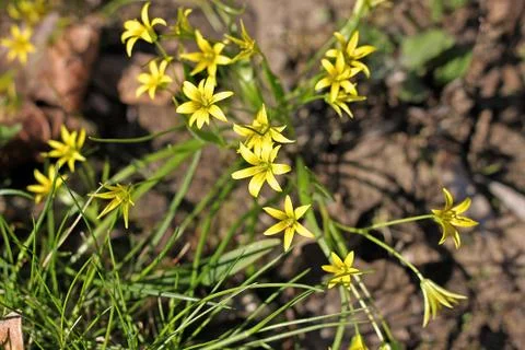 Gagea flowers Stock Photos