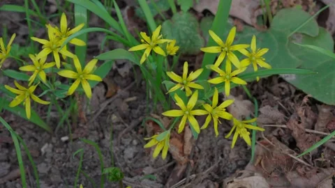 Gagea lutea Stock Footage 306381911