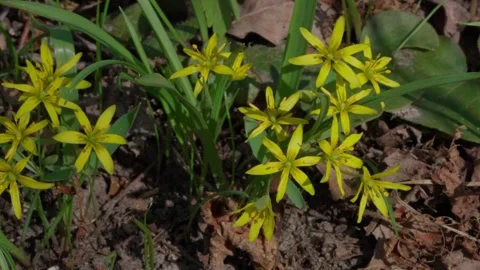 Gagea lutea Stockbeeldmateriaal 306381913