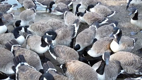A gaggle of Canada Geese are busy Stock Video Pond5