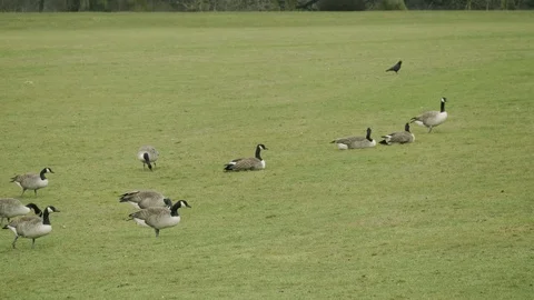 Gaggle of Canada Geese Stock Footage 102349533