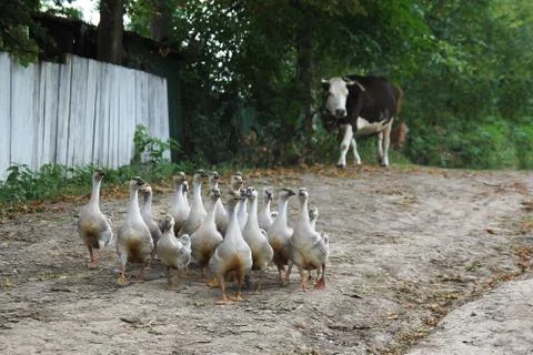 Gaggle on the Contry Road 写真素材