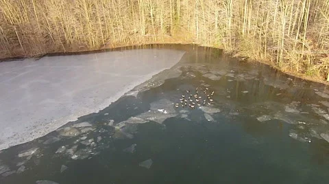 A Gaggle of Geese from Above Video stock 46561248