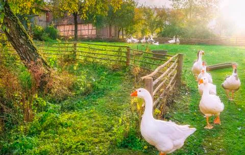 Gaggle of geese exiting a yard Stock Photos