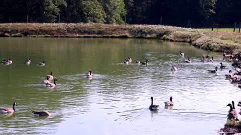 Gaggle of geese Stock Footage 162433538