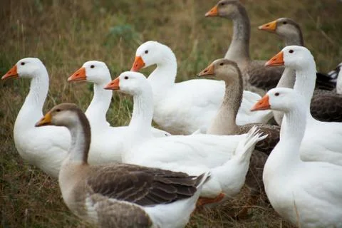Gaggle Stock Photos