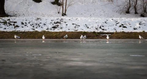 Gaggle of Swans Stock Photos