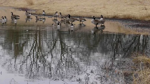 GaggleGeese Stock Footage 98223612
