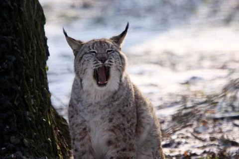 Gähnender Luchs Stock Photos