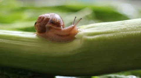 Gai Lan and snail Stock Footage 39772244