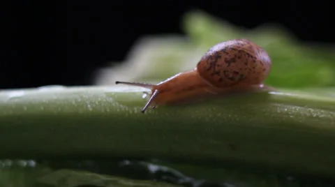 Gai Lan and snail Stock Footage 39772842