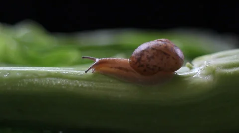 Gai Lan and snail Stock Footage 39772896