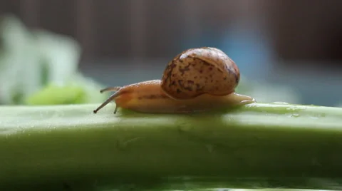 Gai Lan and snail Video stock 39776400